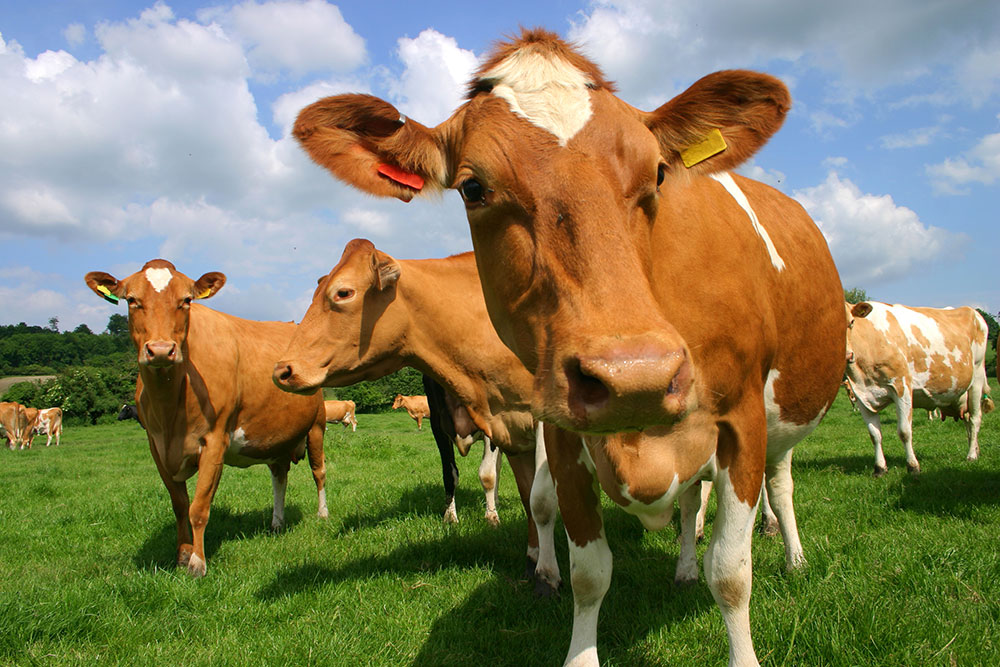 New Hampshire Dairy Cow Breeds New Hampshires Own Dairy